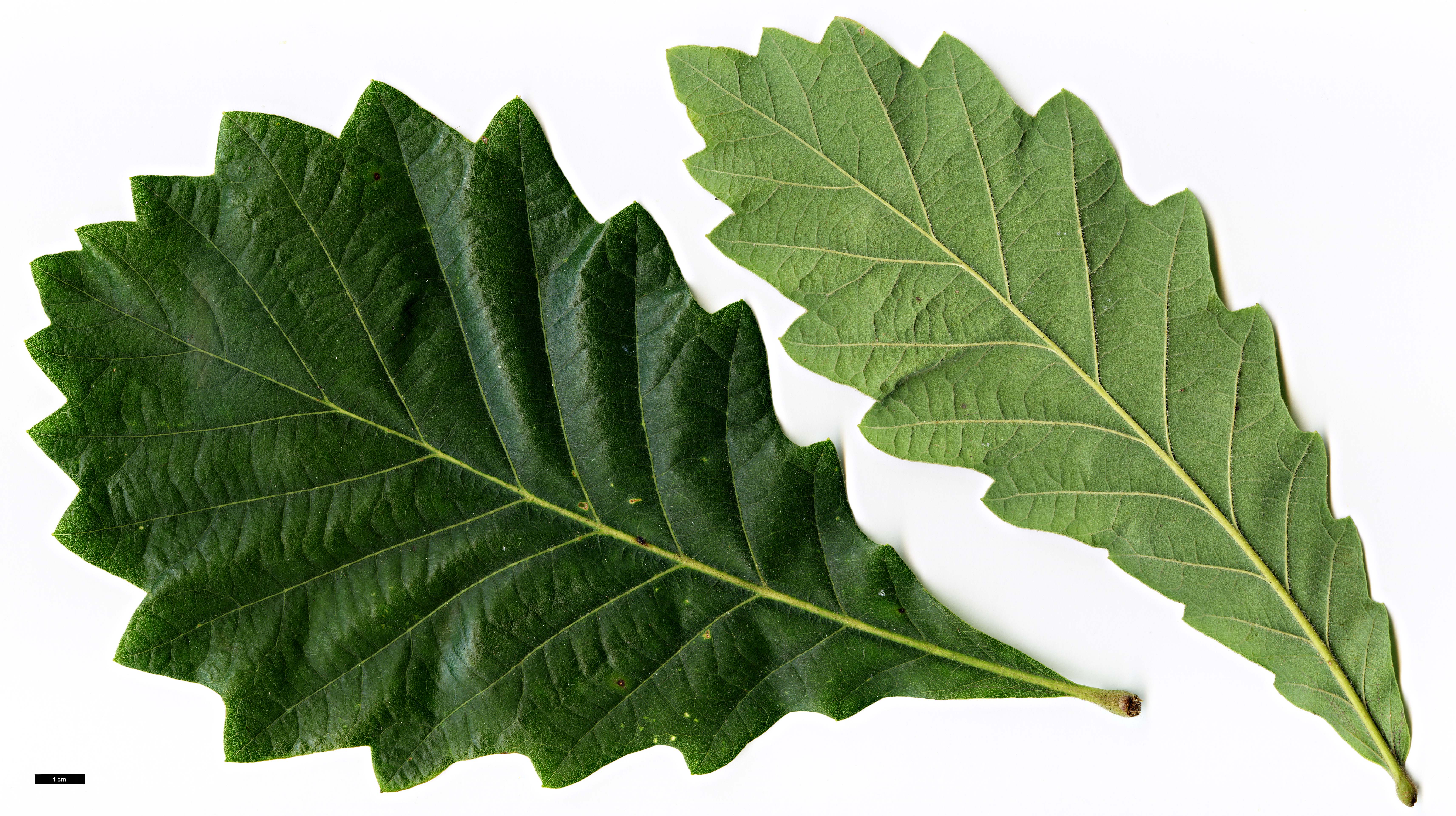 High resolution image: Family: Fagaceae - Genus: Quercus - Taxon: dentata × Q.griffithii